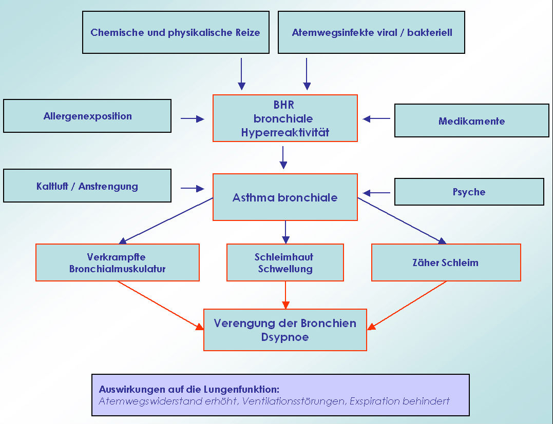 Trigger des Asthma