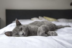Auch wenn es nichts Schöneres gibt als mit dem Haustier zu schmusen, im Bett haben die Lieblinge bei Tierallergikern ein striktes Verbot.