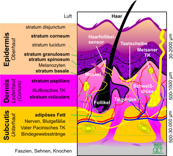 Schematische Skizze der externen menschlichen Haut mit Details (Quelle: Wikimedia, Provided by the medOCT-group at the Centre of biomedical Technology and Physics, Medical University Vienna)