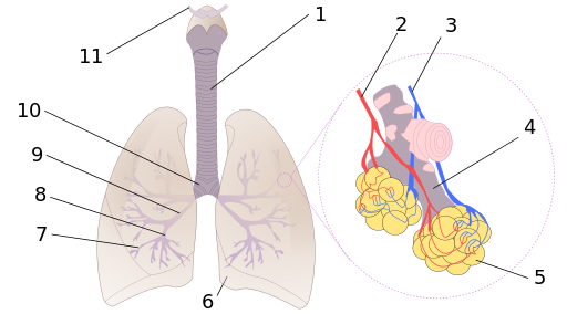 Aufbau der Menschlichen Lunge: 1: Luftröhre 2: Lungenvene 3: Lungenarterie 4: Alveolargang 5: Alveole 6: Herzeinschnitt 7: kleine Bronchien 8: Tertiärbronchus 9: Sekundärbronchus 10: Hauptbronchus 11: Zungenbein (Quelle: Wikimedia, Image:Illu bronchi lungs.jpg, Rastrojo)