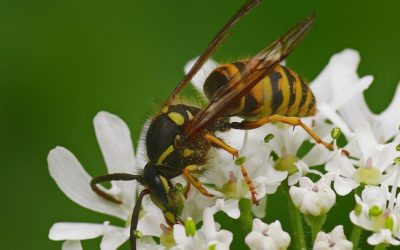 Insektengiftallergie: Immuntherapie schützt