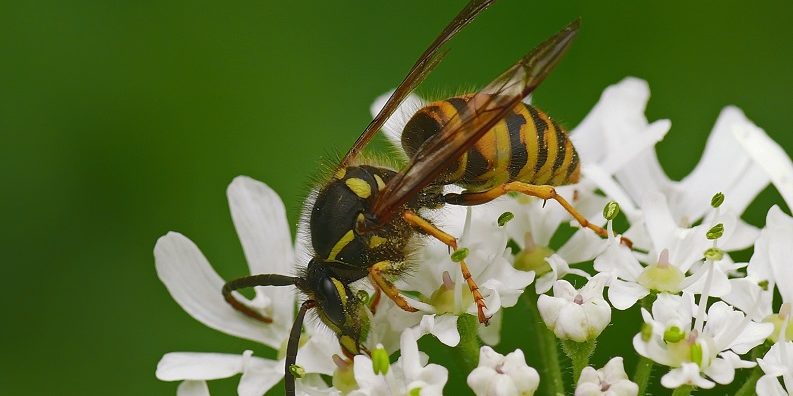 Wespenplage: Achtung Insektengiftallergie!