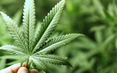 Künftig mehr Cannabis-Allergien erwartet
