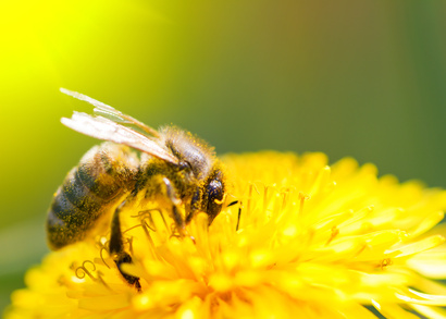 Insektengiftallergie erkennen und behandeln