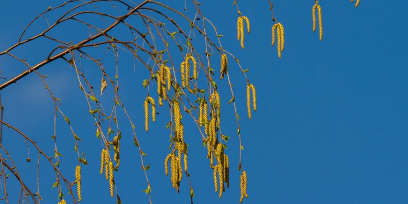 Birkenpollen unterwegs