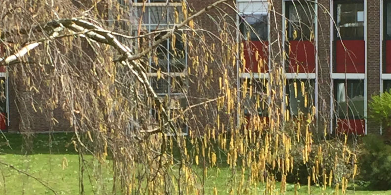 Experten warnen vor aggressiven Birkenpollen