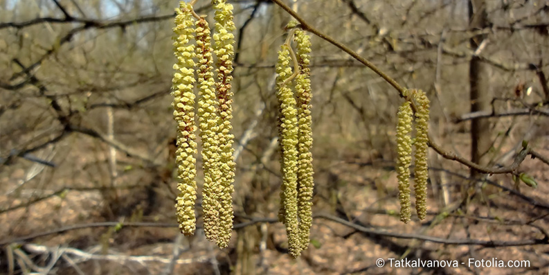 Allergien im Frühling