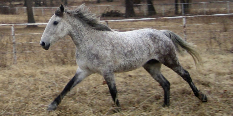 Curly Horses doch nicht hypoallergen