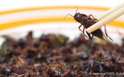 Insekten als Nahrungsmittel: Vorsicht bei Allergien