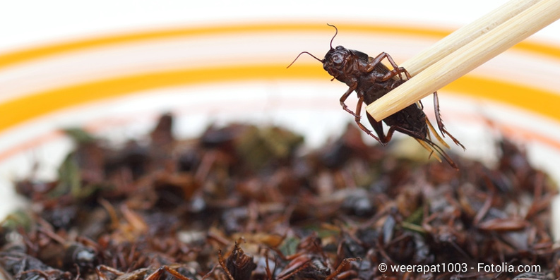 Insekten als Nahrungsmittel: Vorsicht bei Allergien