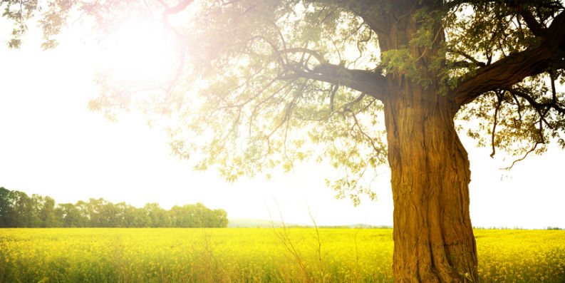 Herbstpollen – „Herbst-Heuschnupfen“ – Allergie im Herbst