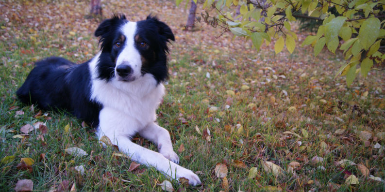 Asthma und Allergien: Auf den Hund gekommen
